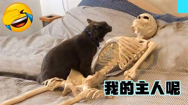 萌宠搞笑视频：猫咪一觉醒来，发现主人变成了白骷髅“蒙圈了”