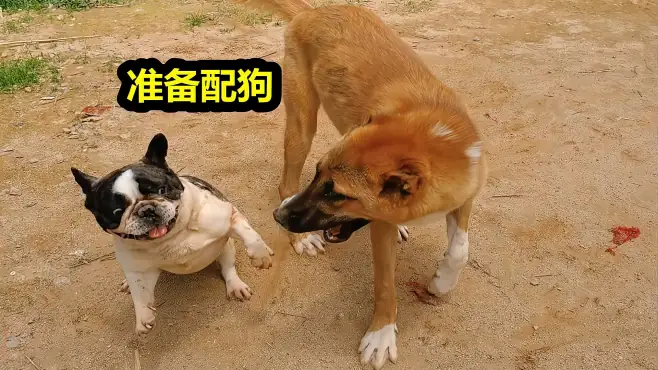 8个月高狼犬准备相亲，给它找了只法斗犬，准备配狗