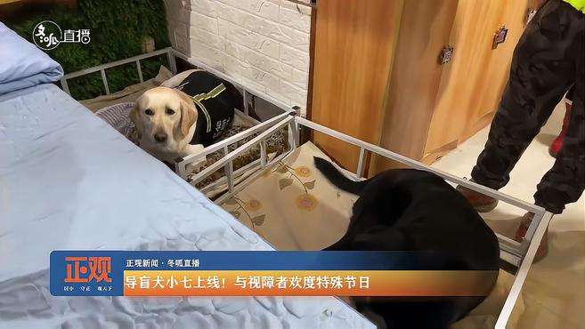 导盲犬小七上线！与视障者欢度特殊节日～