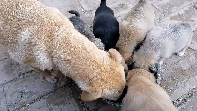 是很饿么，狗妈狗宝，一会儿就吃完了