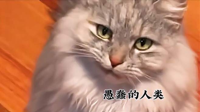 人类戒猫指南！专治不开心！