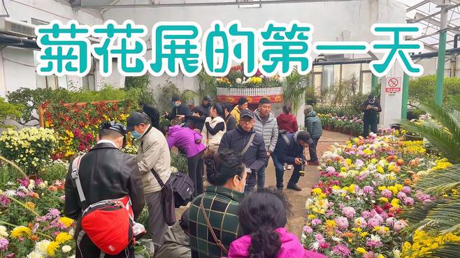 就在今天，吉林市江南公园1200余盆菊花如约而至，不花钱免费欣赏