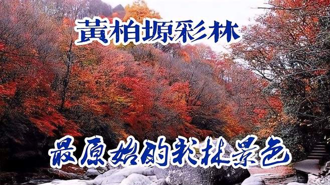 黄柏塬位于秦岭山脉核心区域，用于拥有原始彩林，有小九寨美誉