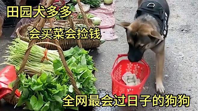 一只能自己上街买菜的狗，还会捡钱“偷”菜，超高智商菜农都怕