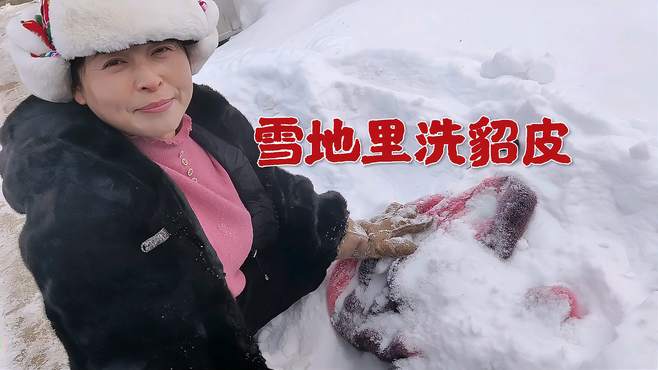 东北雪地里洗貂皮，干净又省钱，这波操作你见过吗？