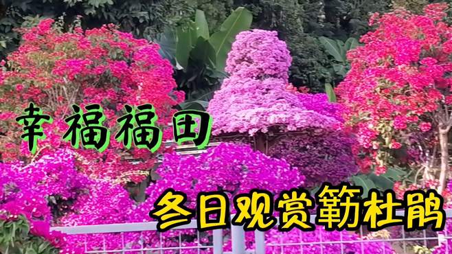 深圳莲花山公园，市花三角梅花展，像是花的海洋快来打卡！