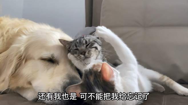 单身狗身边有两只猫咪陪着过日子，这两只猫还是男的