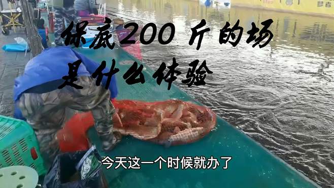 保底200 斤的场是什么体验，看我们能否上岸盘老板