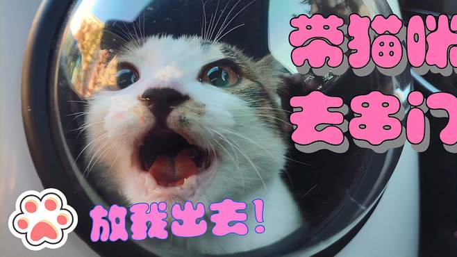 带小猫去串门，猫咪怕进宠物包吗？