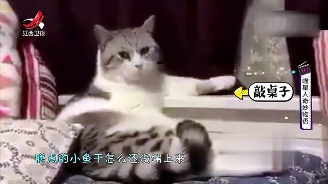 主人给猫咪洗澡，猫咪疑惑的“问”：洗完要干啥？丨幽默