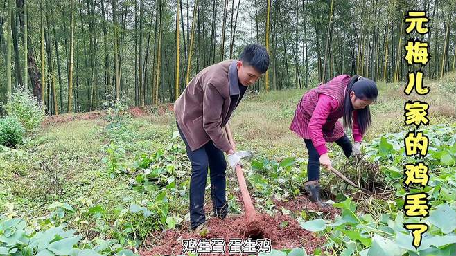 不管家里发生什么事情，强哥都不会忘了通过这件事提醒我生二胎