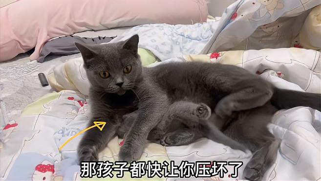 猫妈给孩子喂奶，给孩子连蹬带踹暴打一顿，这就是传说中的后妈