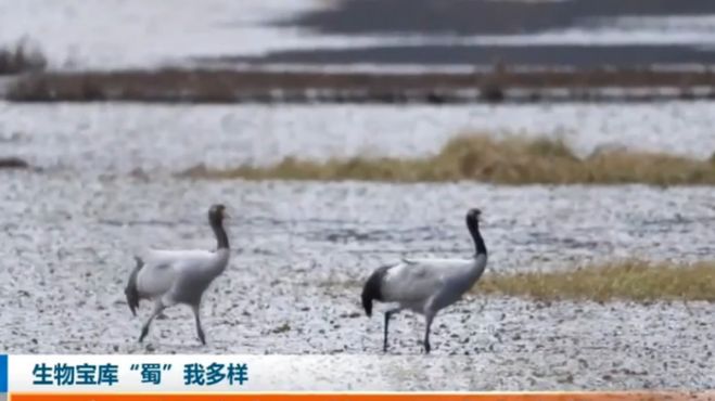 国家一级珍禽黑鹳再现凉山布拖乐安湿地，保护环境人人有责