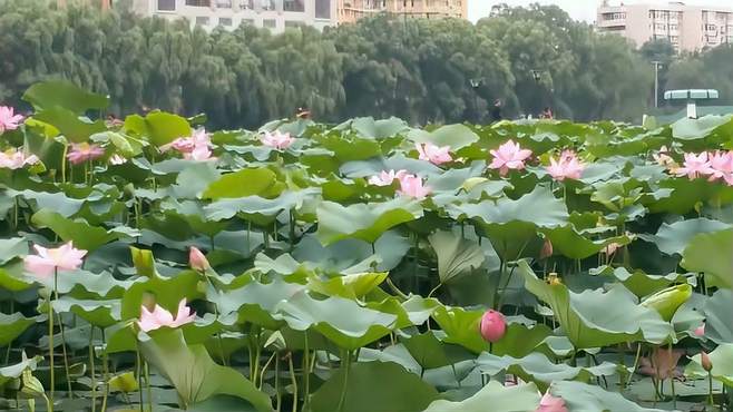 沈阳万柳塘公园荷花盛开时