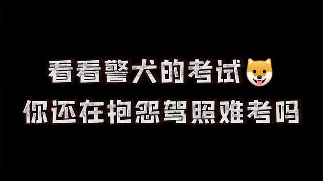 别再抱怨驾照难考了，看看警犬的考试，考驾照简单多了