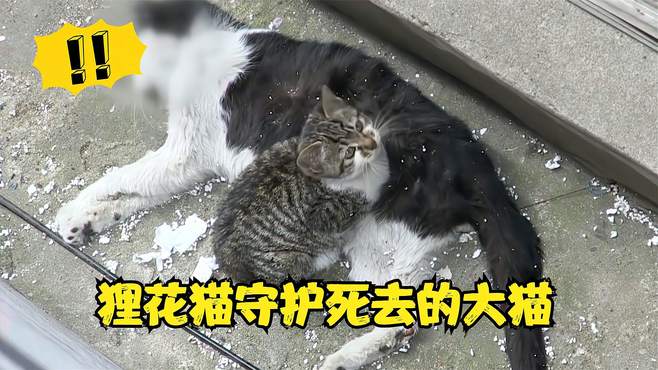 狸花猫独自守护去的世大猫，哭了三天三夜！兽医发现大猫患有肿瘤