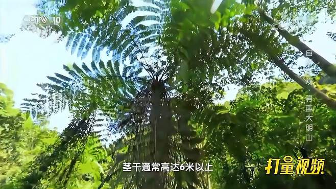 科考队进山遇到桫椤，专家：至少在几亿年前就已经存在｜地理中国