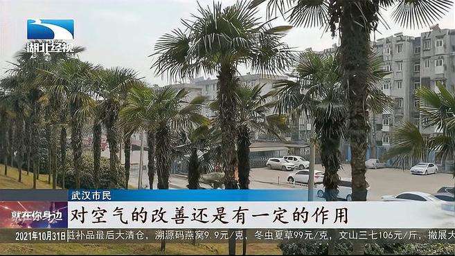 武汉长江南岸将添一处湿地公园