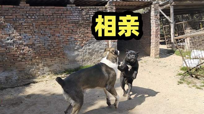 中亚犬出逃只为相亲大黑狗，两只狗见面表现喜人