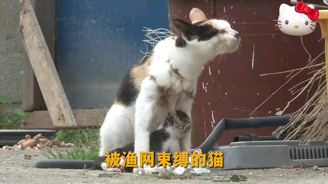 被渔网束缚的猫咪