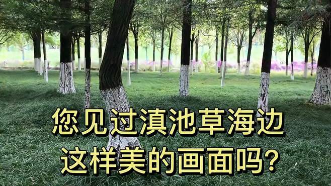 不登高，而亲水！见过这么美的滇池草海吗？