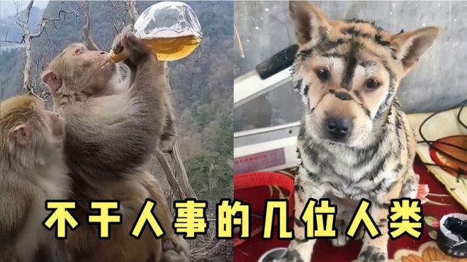 盘点那些不干人事的人类，给猴子喝假酒，这是嘎子卖的吧