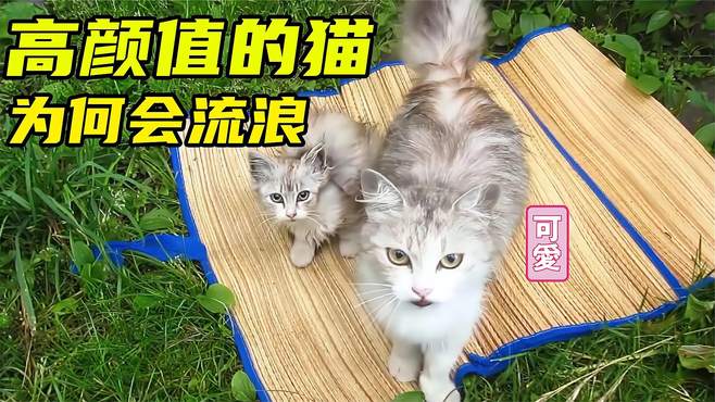 路边发现一对颜值超高的流浪猫，可为什么会流浪！