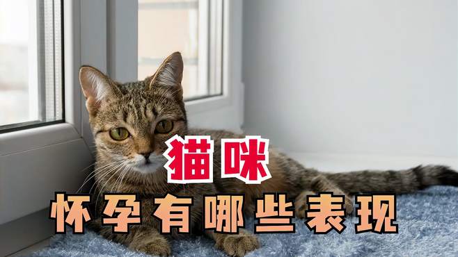 怎么看出来猫咪怀孕了？你会判断吗？