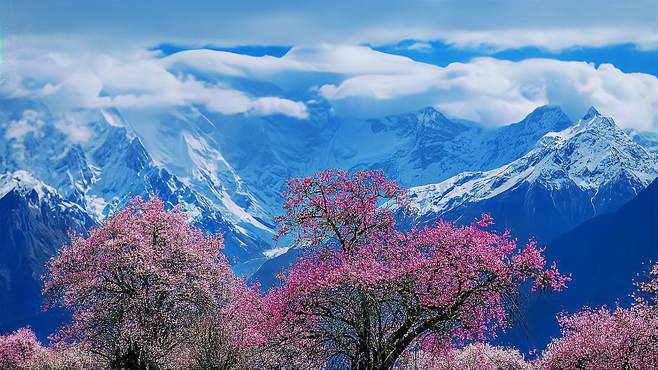 西藏林芝·雪域高原桃花艳