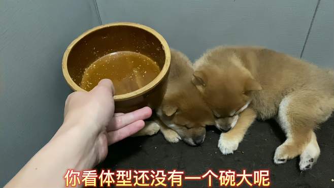 出生45天的小柴犬，体型还没一个饭碗大，没想到脾气还挺倔犟！