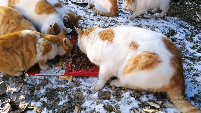 嘴堵上了，小黑大肥暂时停战! 其他流浪猫安好，干饭场面异常和谐