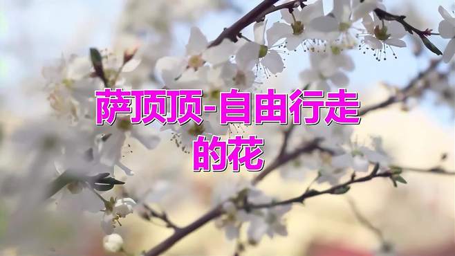 经典歌曲：《萨顶顶-自由行走的花》宛如天籁，赶快收藏吧