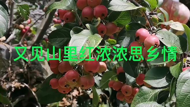 祈隆一首《又见山里红》深情的歌声，勾起了浓浓的思乡情怀！