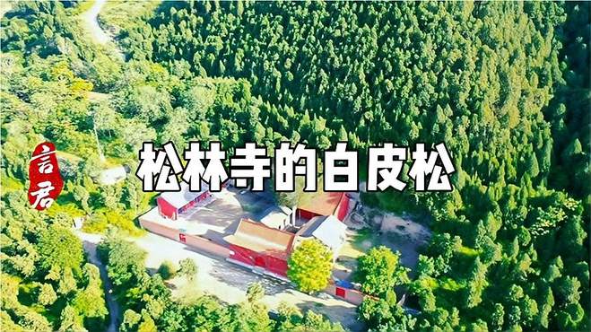 山西这个寺庙因树得名，这棵树据说在华壮地区也极为罕见