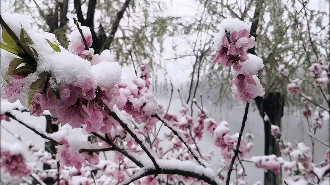 郑州桃花雪，无声润校园