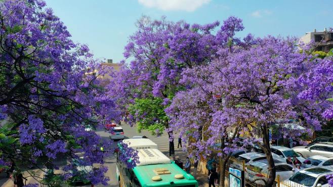 昆明城市+教场中路蓝花楹航拍