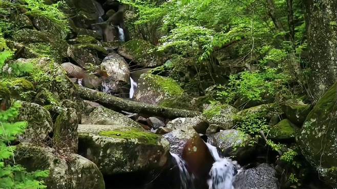 经典老歌《水中花(语言版)》，空灵嗓音，不一样的感觉