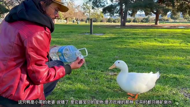 小哥用矿泉水帮鸭子洗澡，还带鸭子去玩滑梯，太幸福了