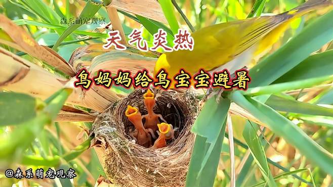 天气长时干旱炎热，鸟妈妈怎样给鸟宝宝避暑的