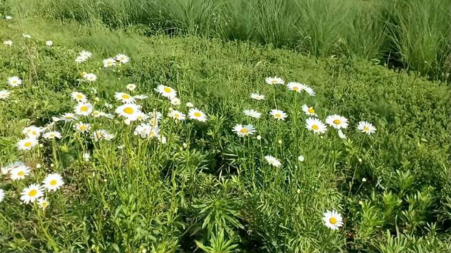 夏日西安汉未央宫遗址公园到处是花开，野趣横生，让人流连忘返