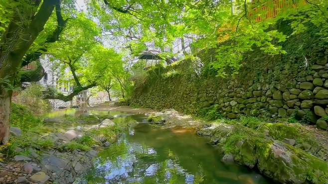 中村南边算坑溪，有个树蛙部落，夏日玩水避暑