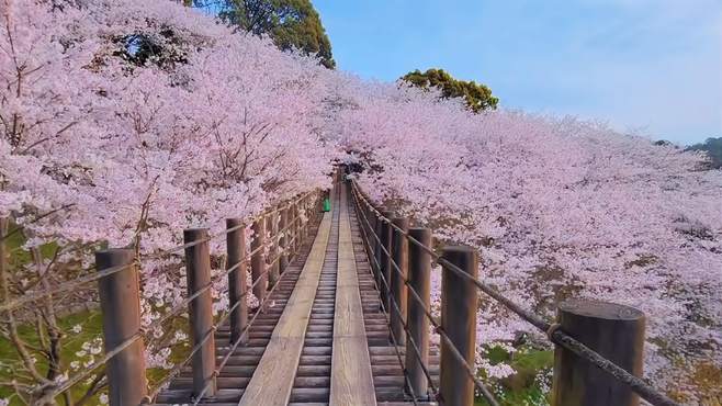 面向樱花，琴海中央公园