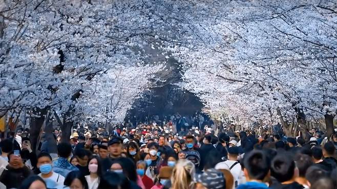 你们见过南京古鸡鸣寺的樱花吗？如梦似幻，美到窒息