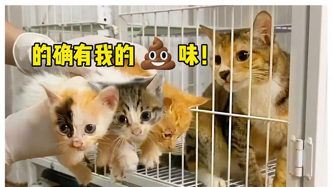 垃圾洞掏出7只奶猫，屎盆裹一裹！猫妈：裹上我的屎就是我的崽？