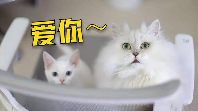 流浪猫变成粘人精，我家的猫猫为什么这么爱我？还超级乖！