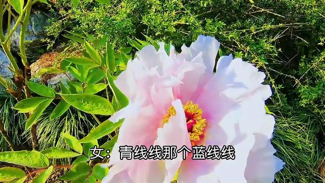 崔苗演唱陕北民歌《兰花花》