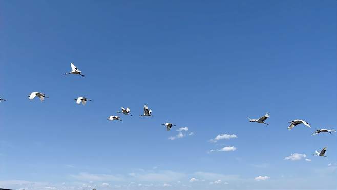 世界大湿地，中国鹤家乡——黑龙江扎龙国家级自然保护区