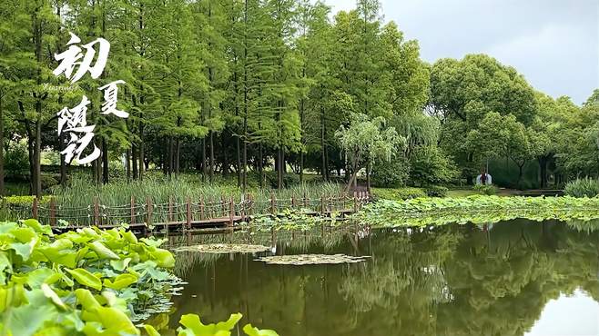 陈家山荷花公园初夏随记