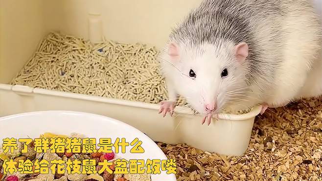 养了群猪猪鼠是什么体验？给花枝鼠大盆配饭喽