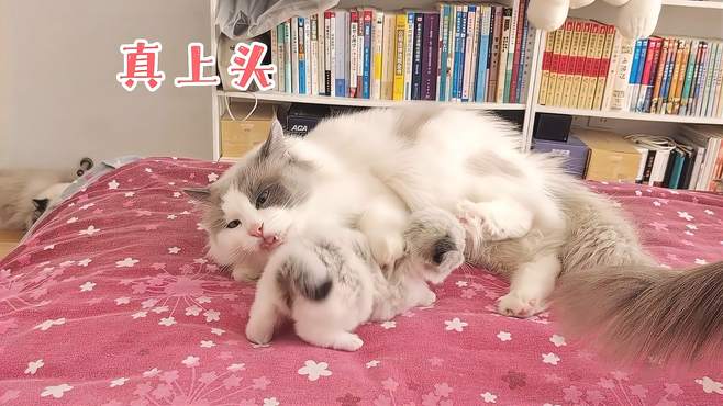 漂亮的小奶猫，无论什么都会去模仿，妥妥的好奇宝宝